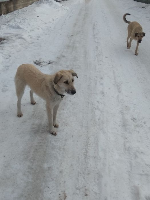 Молодая стерилизованная собачка