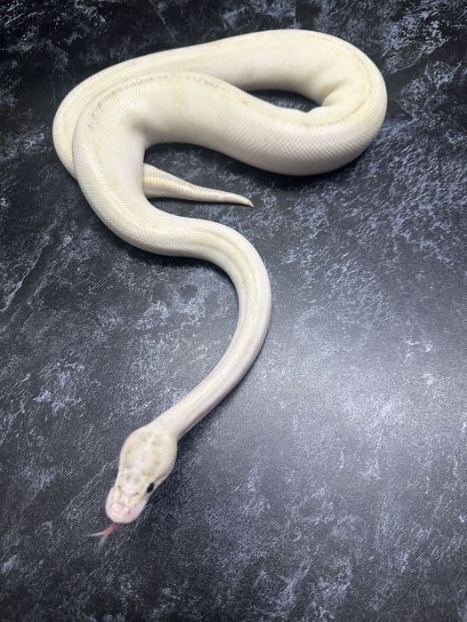 Королевский питон