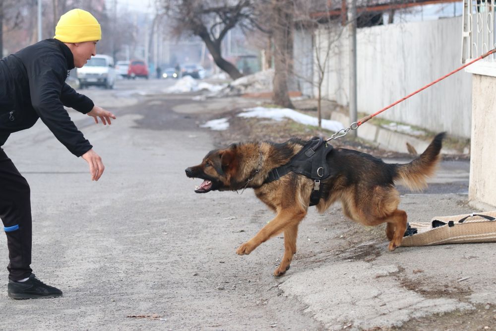 Немецкая Овчарка , Рабочие Линии