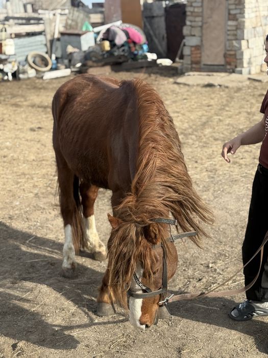 Айғыр сатылады , 5 жасар