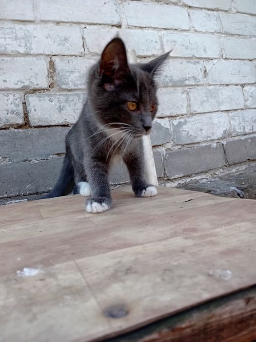 Срочно котята ищут дом