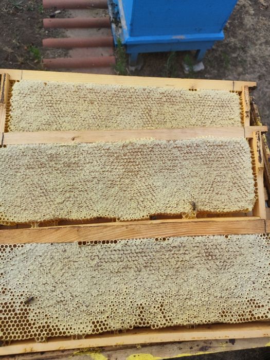 Продавам пчелен мед букет 2025