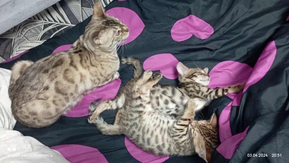 Бенгальские котята