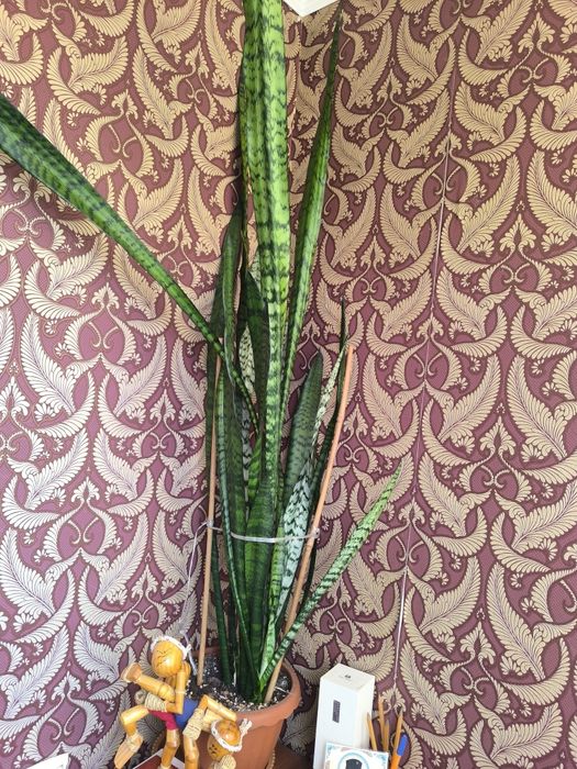 Продам комнатные растения.