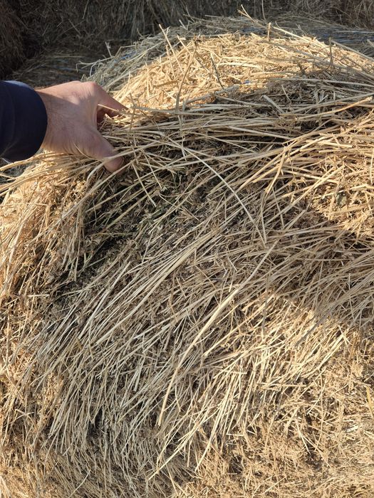 Baloti lucerna uscata