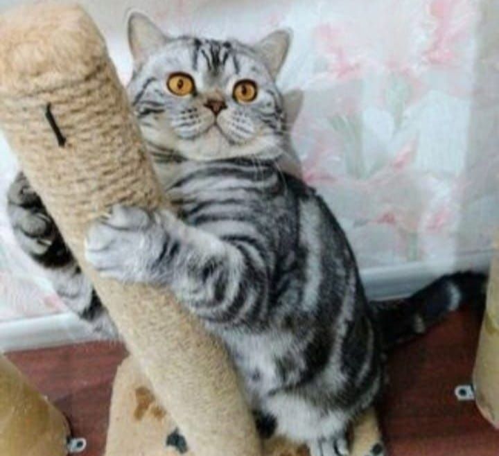 Котята 1,5мес скотиш страйт