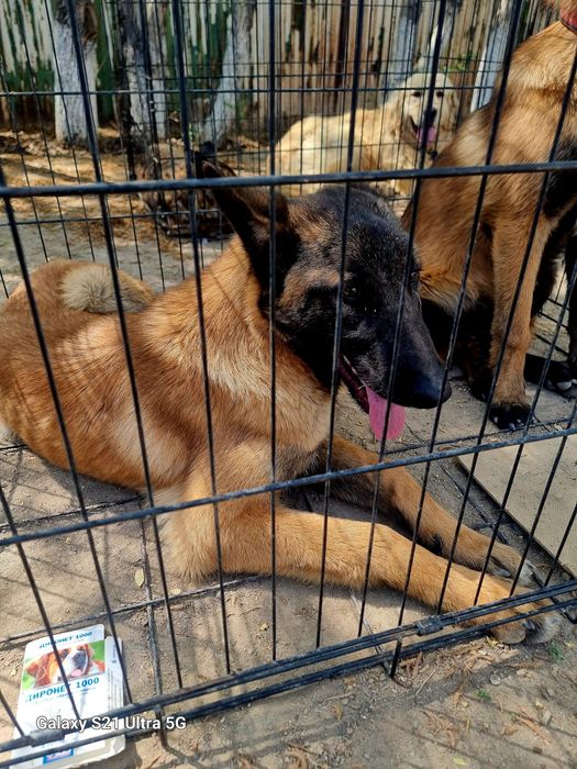 Белгейский овчарка Малинуа