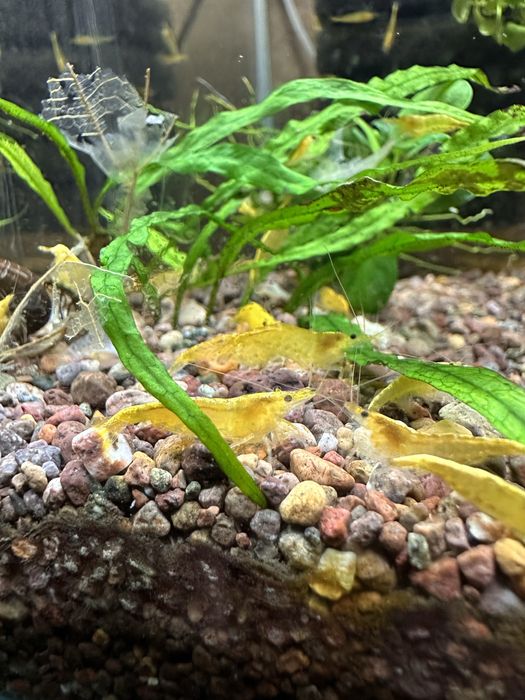 Желтые аквариумные креветки