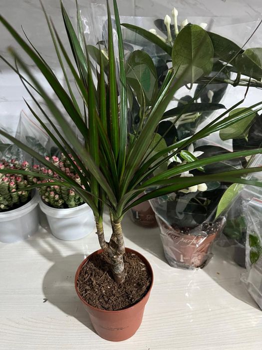 Комнатные растения