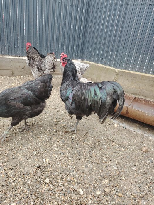 Vând oua Australorp albastru și negru.