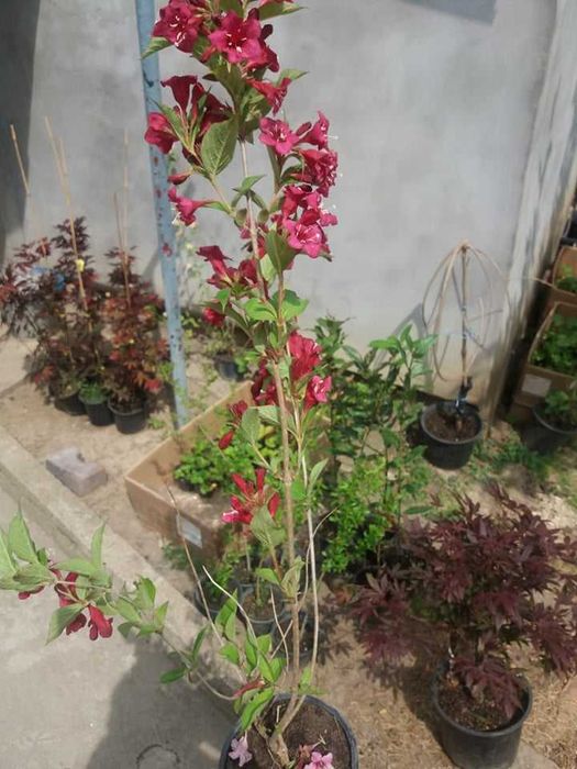 Вайгела – Налични 4 вида  Студоустойчива