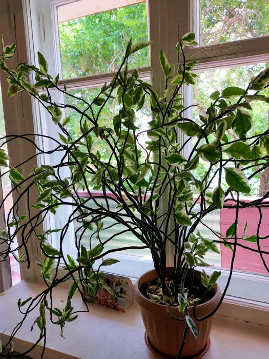 Комнатные растения