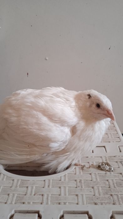 Продам перепелов