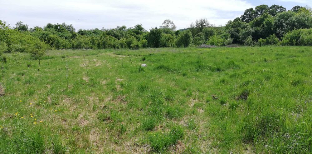 Vand teren intravilan 11.500 mp + cladire de renovat\demolat in Varadia de Mures, jud. Arad