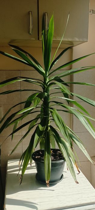 Палма Юка, отлично състояние. Височина 96см.