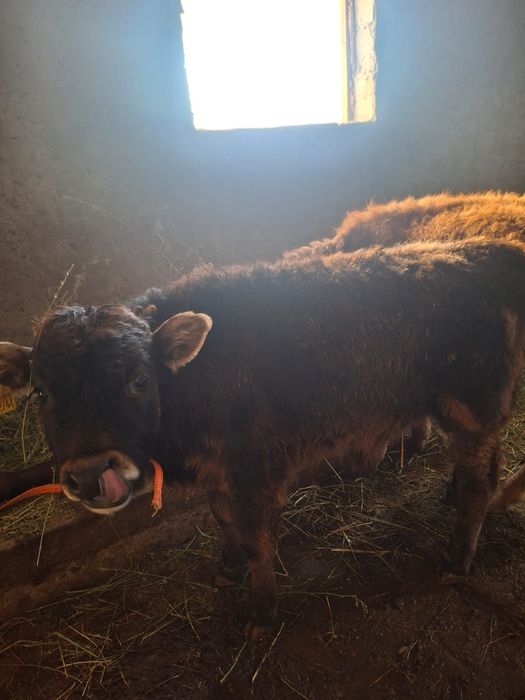 Продается алатауские бычок и телка отличные