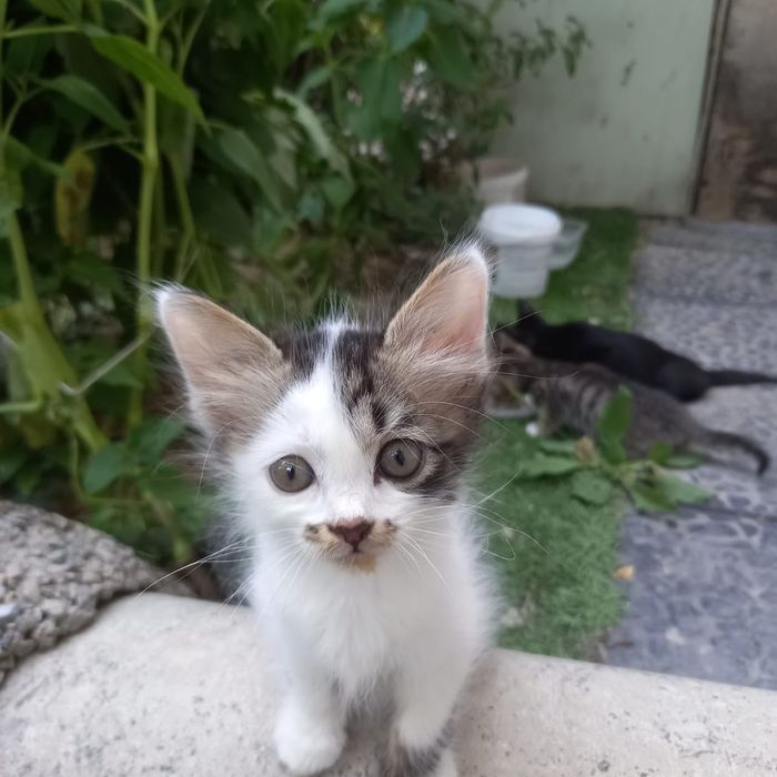 Котята в хорошие руки