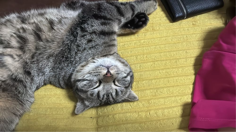 Отдам кота в хорошие руки