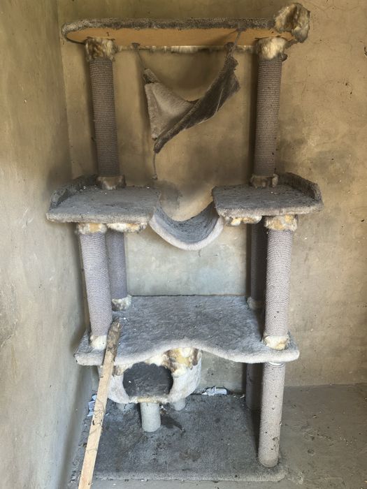 Mushuni uyi yaxshi holatda