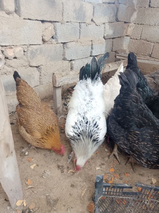 Бройлер тауктар.куры