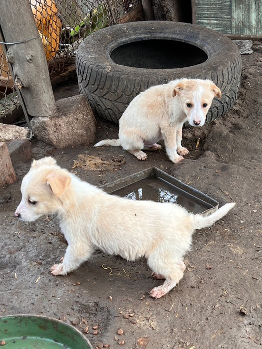 Подарявам кученца