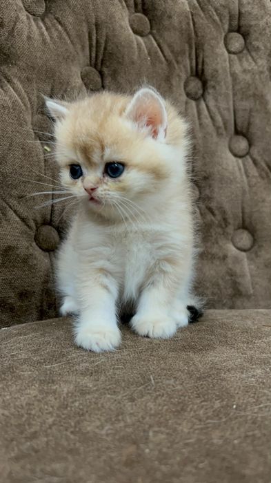 Котёнок мальчик британская шиншилла