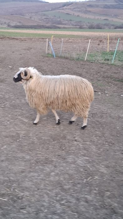 Vând 3 berbeci turcani miori.