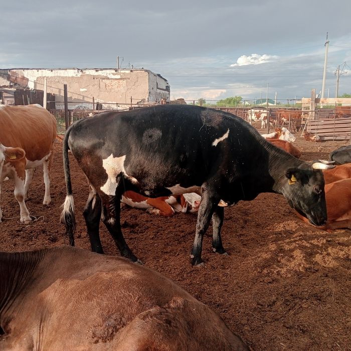 Продам  молочную корову