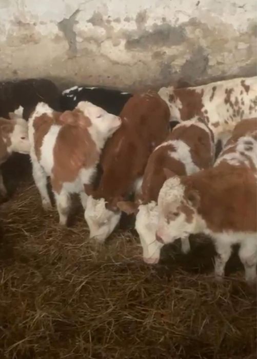 СРОЧНО!Продам породистых телят