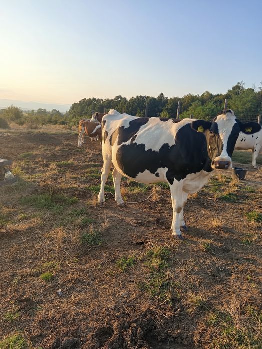 Vând vacă Holstein