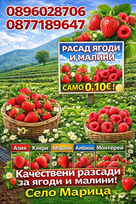 Здравей те продавам расад ягоди и малини