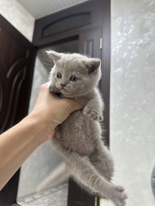 Mushuk sevarlar uchun Mushuklar