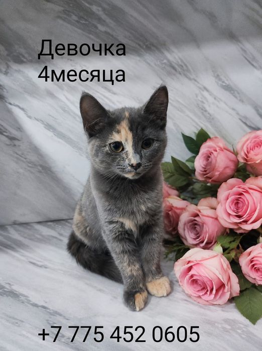 отдам кошечек в добрые руки