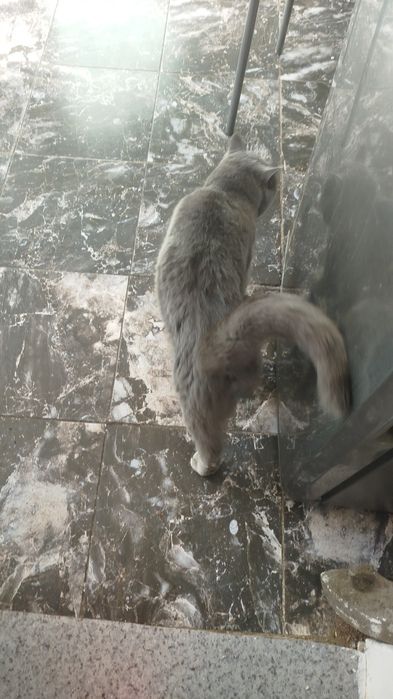 Найден британский кот