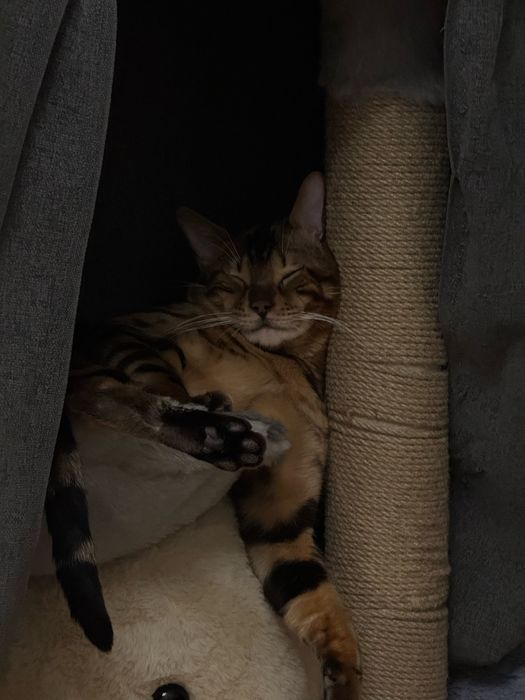 Вязка кота бенгала