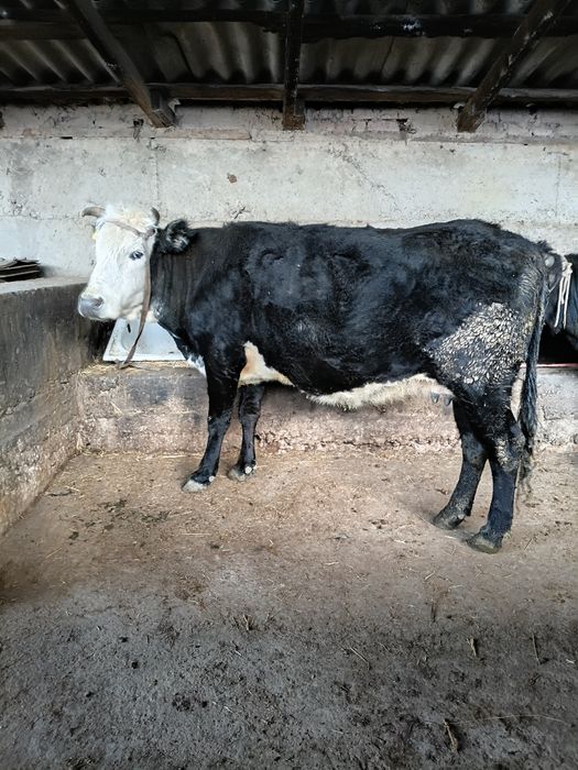 Сиыр сатылады карова