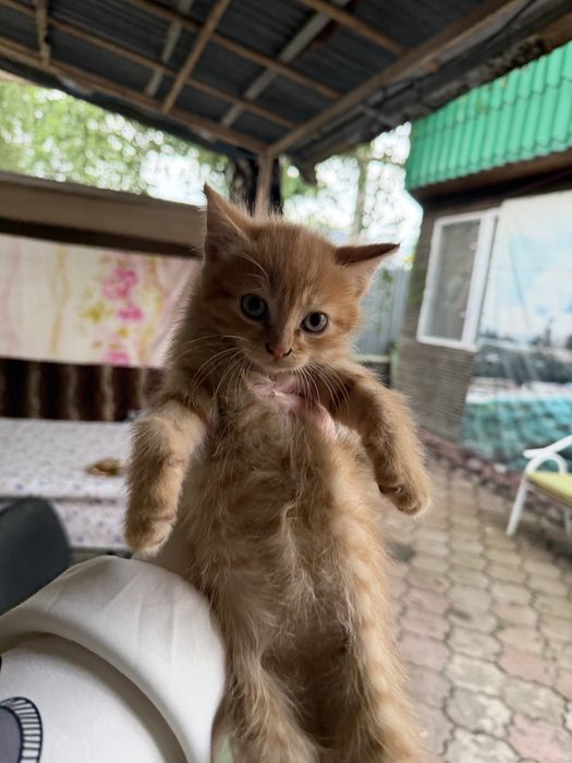 Отдам милых котят