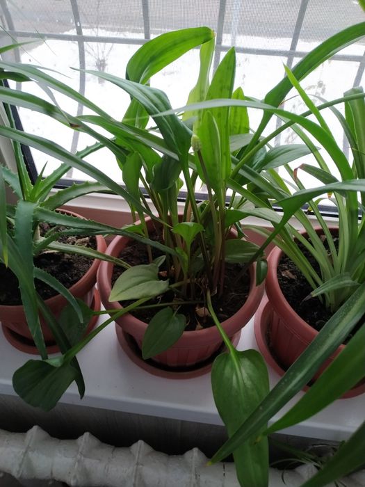 Комнатные растения