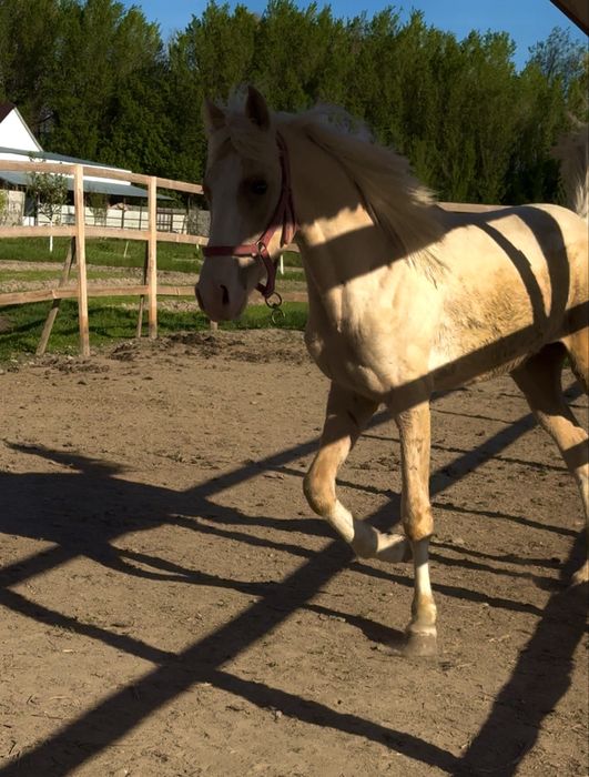 Продам лошадь жеребец