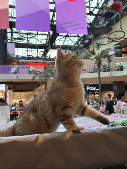 British shorthair