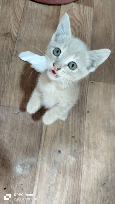 Котят в Добрые руки