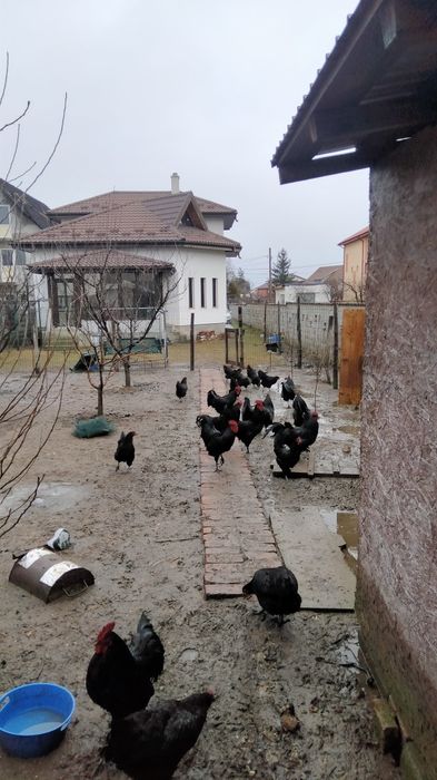 Ouă de incubat găini austrolop