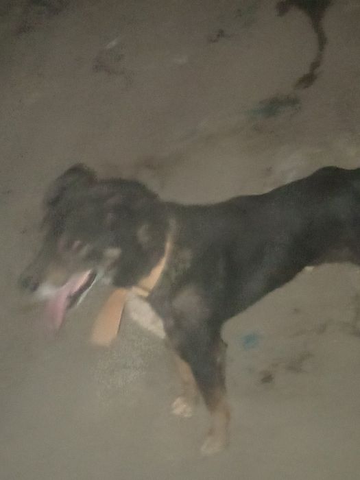 It sotiladi yuvosh it