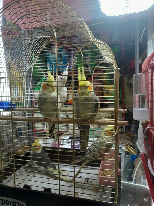 Новое поступление ручных корелл