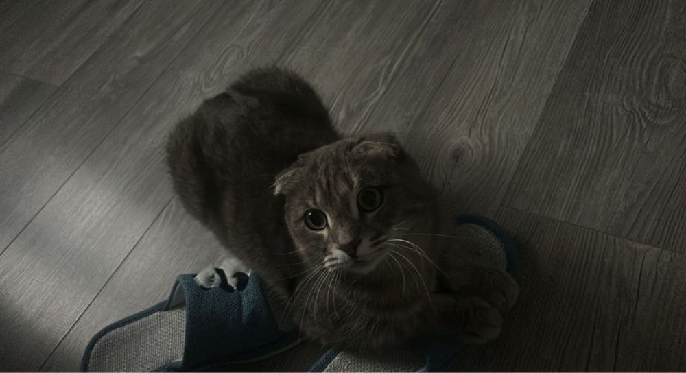 Передержка кошек