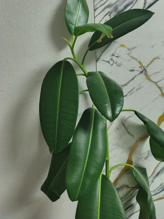 Продам фикус домашний