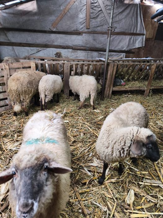 De vanzare 4 mielute si un berbecut , de prasila posibil gestante