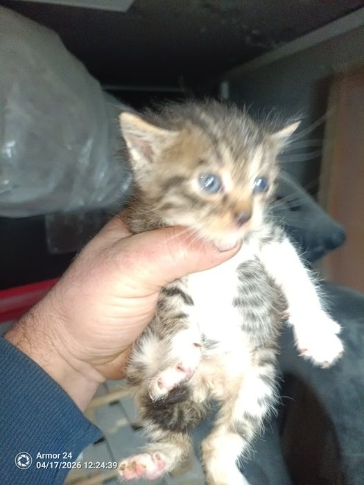 Отдам котят в добрые руки