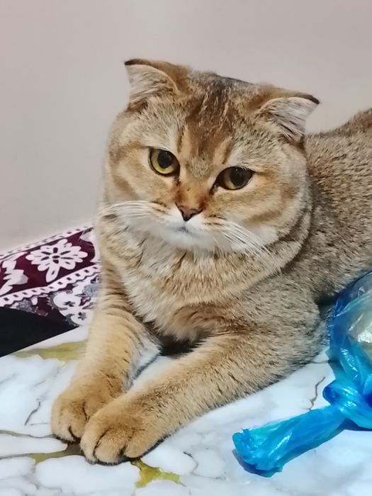 Кошка скоттиш фолт