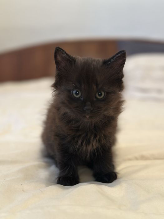 Отдам очень милых котят